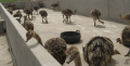 Black Neck Ostrich Chicks And Eggs - Whatsapp +27655406895