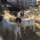 Boer Goats & Kalahari Red Goats - Whatsapp: +27655406895