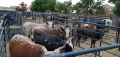 Brahman, Bonsmara & Nguni Cattle / Calves - Whatsapp: +27655406895