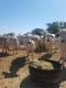 Brahman, Bonsmara & Nguni Cattle / Calves - Whatsapp: +27655406895