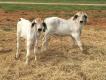 Brahman Bulls and females ready for your cows